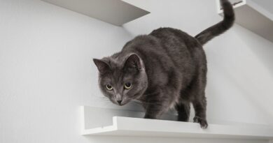 5 неожиданных вариантов использования полки для картин ИКЕА МОССЛЭНДА