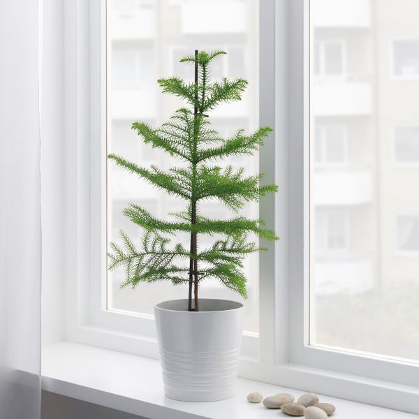 Растение в горшке, Араукария 17 см IKEA ARAUCARIA АРАУКАРИЯ 404.793.01 - фото 2