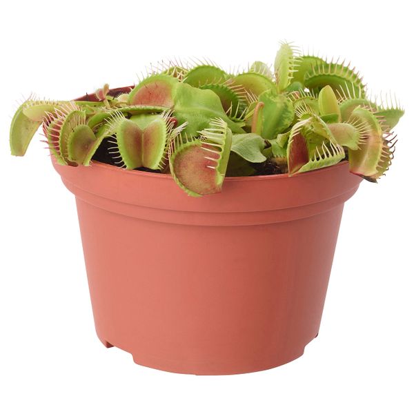 Растение в горшке, насекомоядное/различные растения 12 см IKEA GRÖNSKAN ГРЁНСКАН 003.975.81 - фото 1
