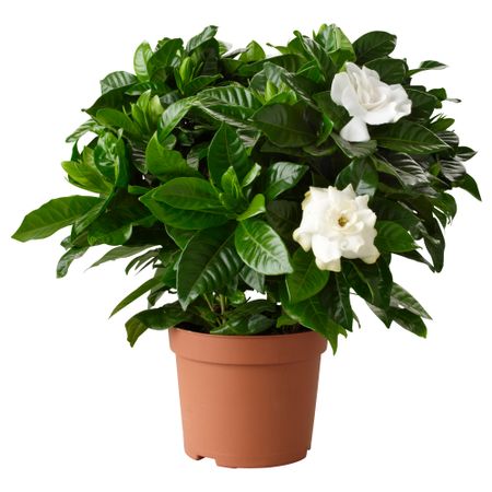 Растение в горшке GARDENIA JASMINOIDES, Гардения жасминовидная (13 см)