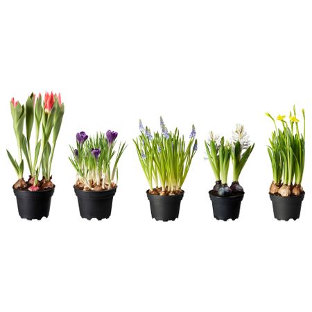 Растение в горшке ЛЁКАРИД, различные растения (12 см)