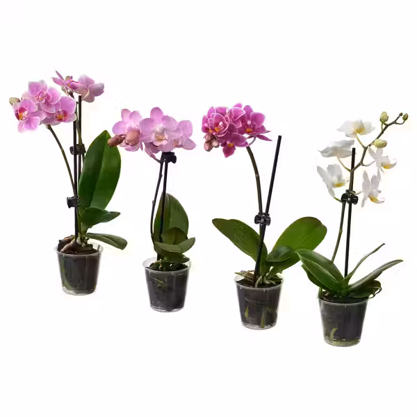 PHALAENOPSIS Растение в горшке - Орхидея разные цвета 6 см - фото 1