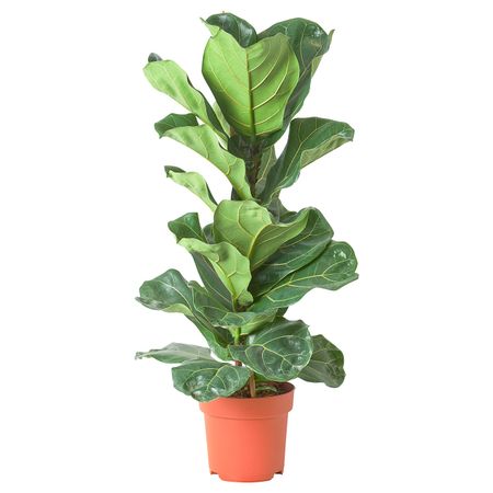 Растение в горшке, фикус лировидный 21 см IKEA FICUS LYRATA ФИКУС ЛИРАТА 004.767.57