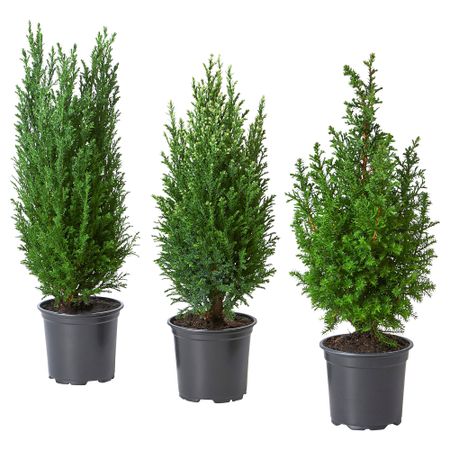 Растение в горшке IKEA CHAMAECYPARIS 405.878.38