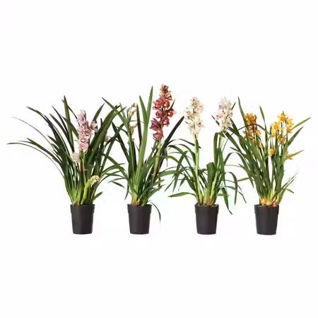 CYMBIDIUM Растение в горшке - Орхидея разные цвета 12 см