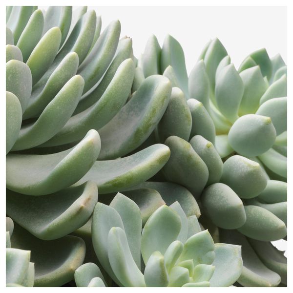 Растение в горшке СУККУЛЕНТЫ, различные растения (15 см) - фото 4