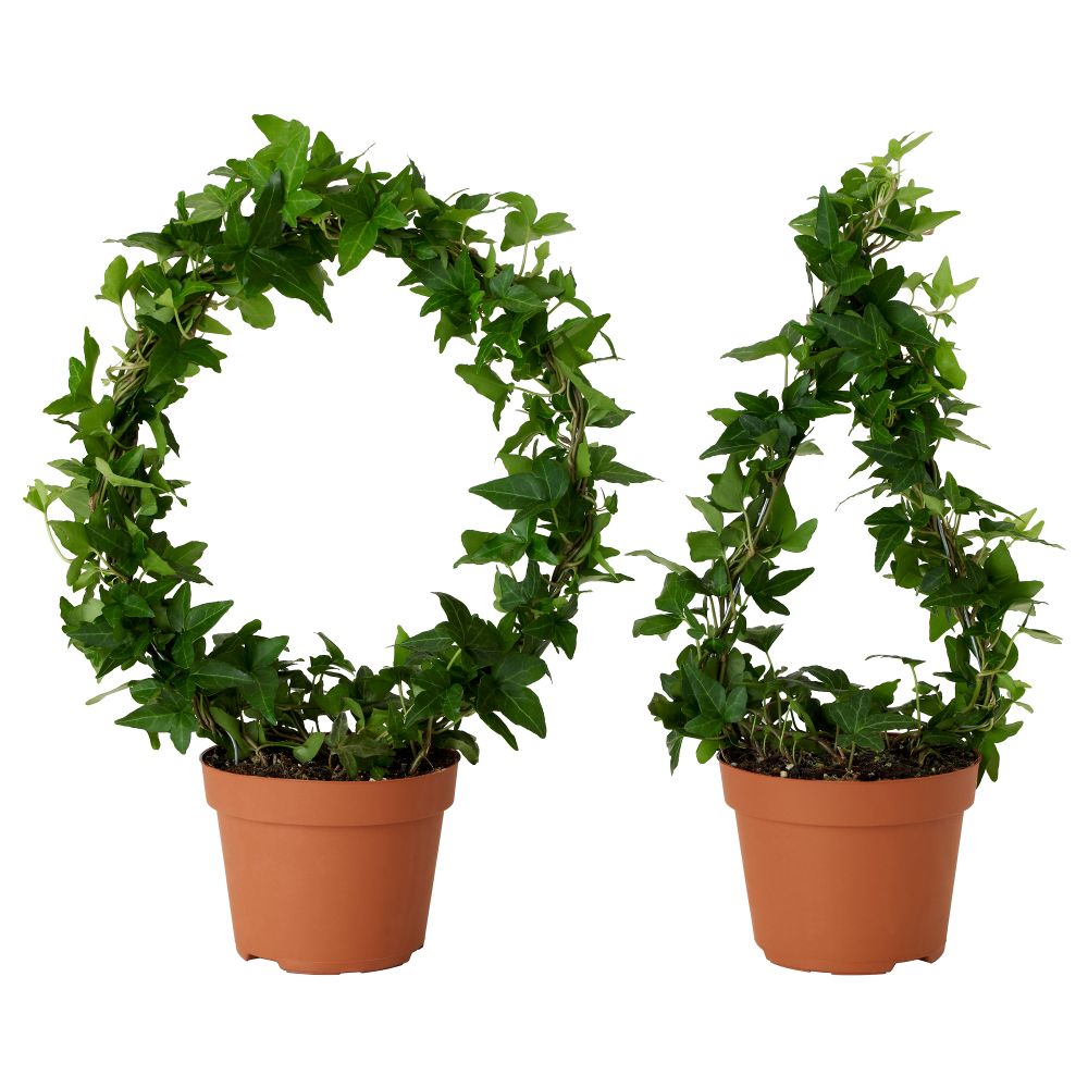 Растение в горшке HEDERA HELIX, Плющ различные растения (13 см) - схема-чертеж с размерами