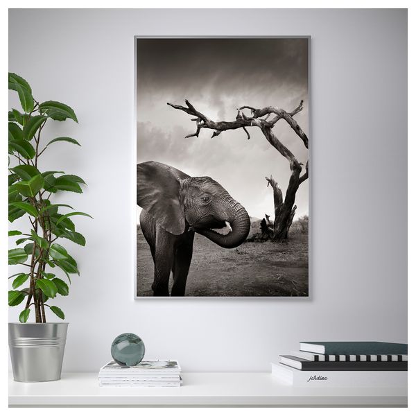 Постер НОРРХАССЕЛ, Слон (61x91 см) - схема-чертеж с размерами