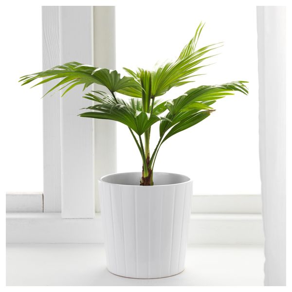 Растение в горшке LIVISTONA ROTUNDIFOLIA, Ливистона (12 см) - фото 2