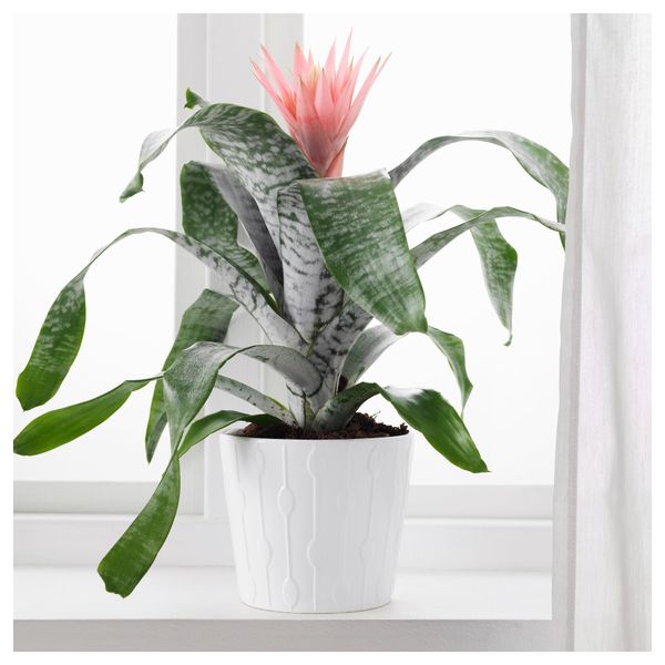 Растение в горшке AECHMEA, Эхмея (15 см) - фото 2