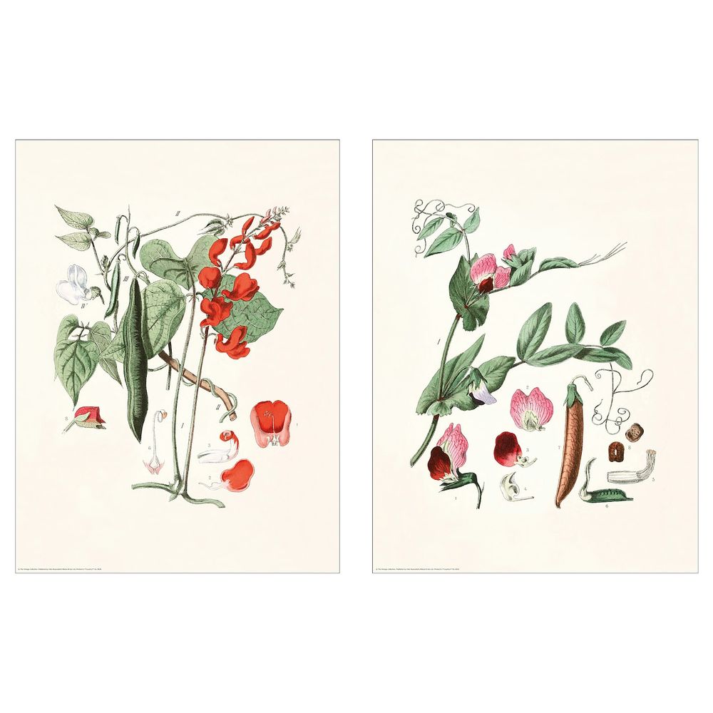 Постер, Растения 30x40 см IKEA BILD БИЛЬД 104.860.96 - фото 1