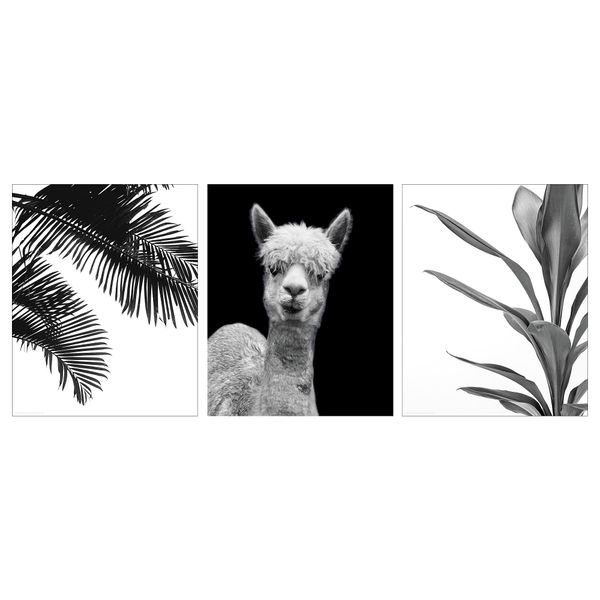 Постер БИЛЬД, Альпака (40x50 см) - фото 1