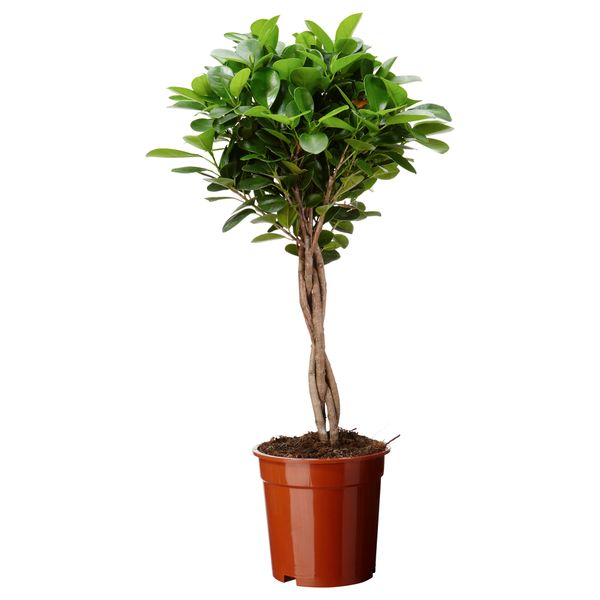 Растение в горшке FICUS MICROCARPA MOCLAME (17 см) - фото 1