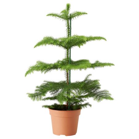 Растение в горшке ARAUCARIA, Араукария (17 см)