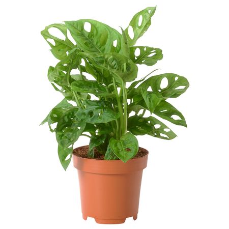 Растение в горшке, монстера Адансона 12 см IKEA MONSTERA ADASONII МОНСТЕРА АДАНСОНА 205.158.52