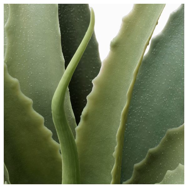 Искусственное растение в горшке ФЕЙКА, Суккулент (9 см) - схема-чертеж с размерами