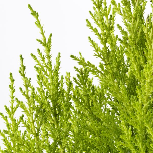 Растение в горшке IKEA CUPRESSUS MACROCARPA 905.930.83 - схема-чертеж с размерами