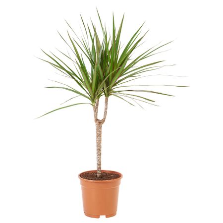Растение в горшке, 17 cm IKEA DRACAENA ДРАЦЕНА MARGINATA 305.263.41