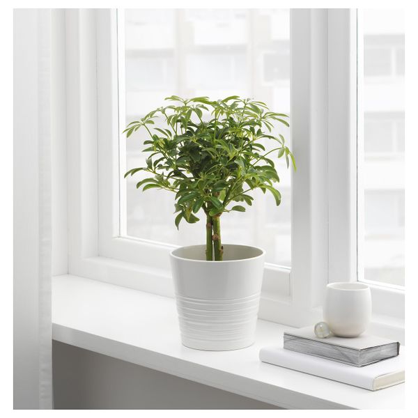 Растение в горшке, Шефлера древесная 12 см IKEA ШЕФФЛЕРА АРБОРИКОЛА 405.080.54 - фото 2