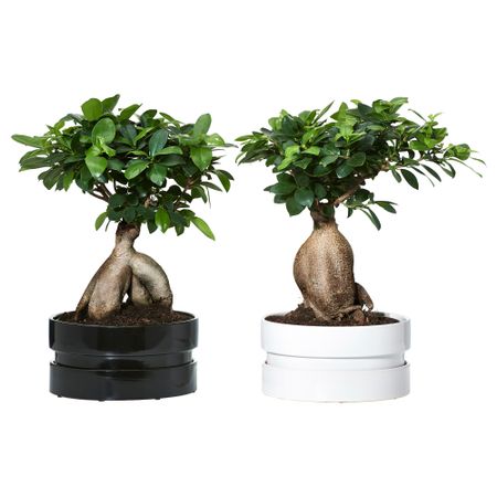 Комнатное растение в горшке FICUS MICROCARPA GINSENG, бонсай, разные цвета (22 см)