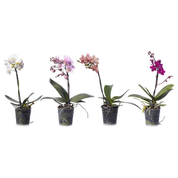 Растение в горшке PHALAENOPSIS, Орхидея, 1 стебель (9 см) - схема-чертеж с размерами