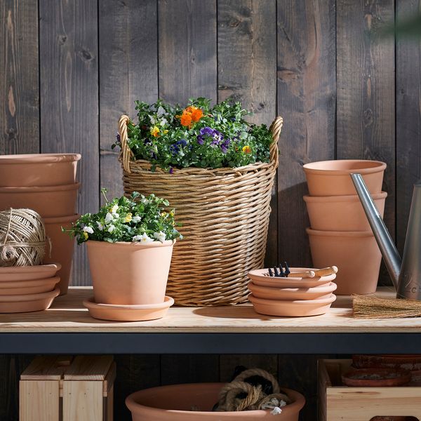 Растение в горшке IKEA VIOLA CORNUTA 205.923.84 - фото 3