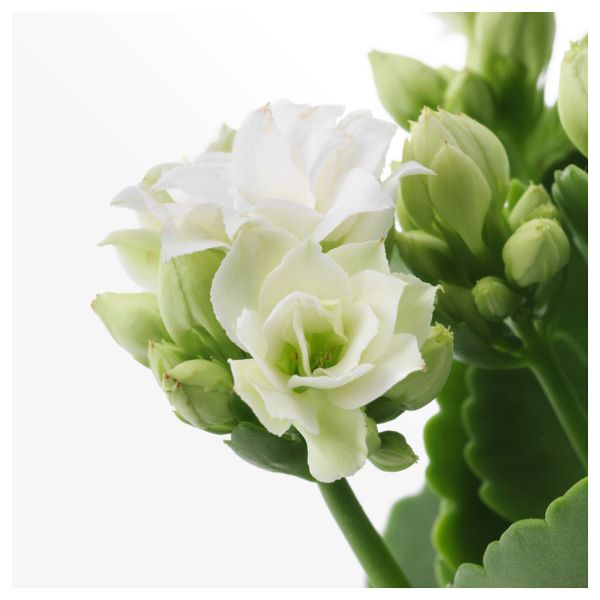 Комнатное растение в горшке, Каланхоэ разные цвета, 6 см IKEA КАЛАНХОЭ 804.163.21 - фото 5