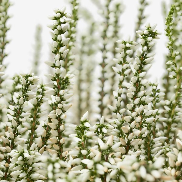 Растение в горшке, вереск/разные цвета 13 см IKEA CALLUNA КАЛЛУНА 604.771.36 - схема-чертеж с размерами