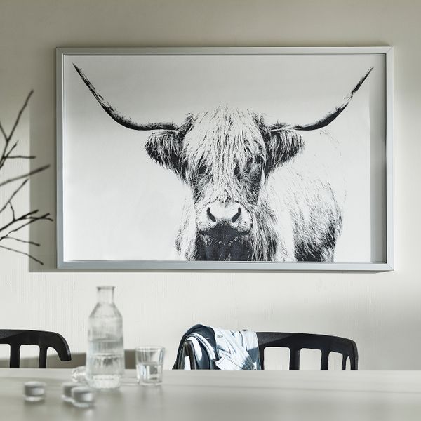 Картина с рамой, Шотландская корова/цвет алюминия 118x78 см IKEA BJÖRKSTA БЬЁРКСТА 694.165.15 - фото 2