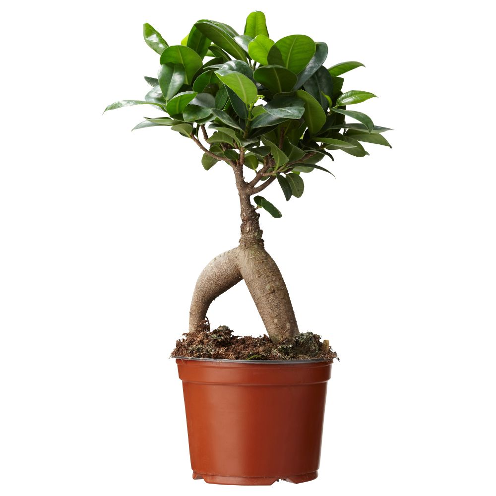 Растение в горшке FICUS MICROCARPA GINSENG (12 см) - схема-чертеж с размерами