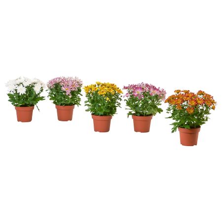 Растение в горшке IKEA CHRYSANTHEMUM 205.697.36