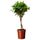 Растение в горшке FICUS MICROCARPA MOCLAME (17 см)
