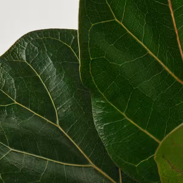 FICUS LYRATA BAMBINO Растение в горшке - фикус лировидный 9 см - схема-чертеж с размерами
