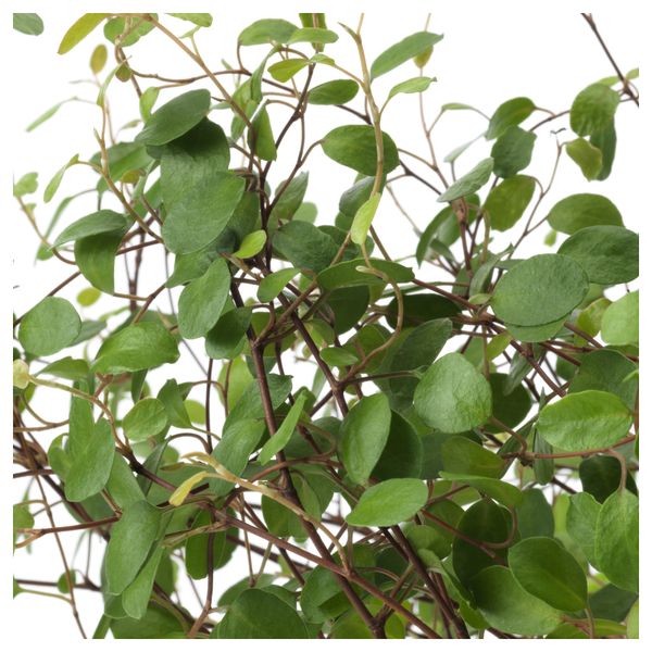 Растение в горшке MUEHLENBECKIA, Мюленбекия (12 см) - схема-чертеж с размерами