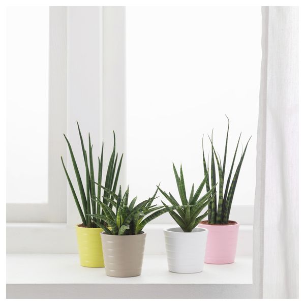 Комнатное растение в горшке SANSEVIERIA, Сансевиерия разные цвета (6 см) - фото 2