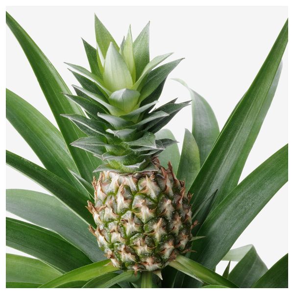 Растение в горшке, Ананас, 12 см IKEA АНАНАС 603.753.45 - схема-чертеж с размерами