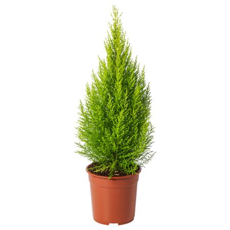 Растение в горшке IKEA CUPRESSUS MACROCARPA 905.930.83