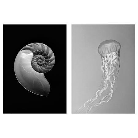 Постер, Раковина наутилуса и медуза 50x70 см IKEA BILD БИЛЬД 305.004.59