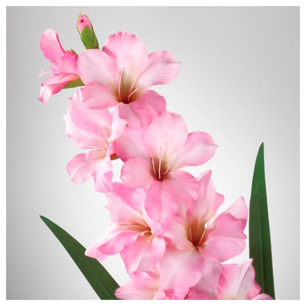 Цветок искусственный СМИККА, Гладиолус, розовый (100 см) - схема-чертеж с размерами