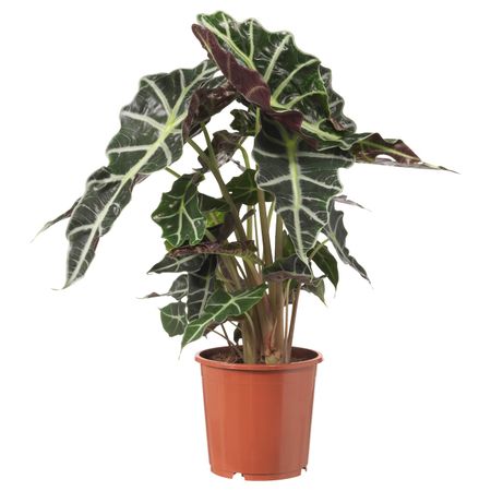 Растение в горшке 17 см IKEA АЛОКАЗИЯ АМАЗОНИКА 803.495.53