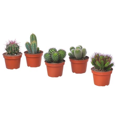 Растение в горшке, 15 см, различные растения IKEA CACTACEAE КАКТУС 403.489.75