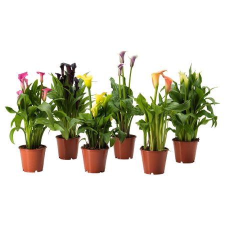 Растение в горшке ZANTEDESCHIA, Зантедеския, различные растения (14 см)