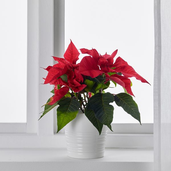 Растение в горшке IKEA POINSETTIA 605.617.00 - фото 4