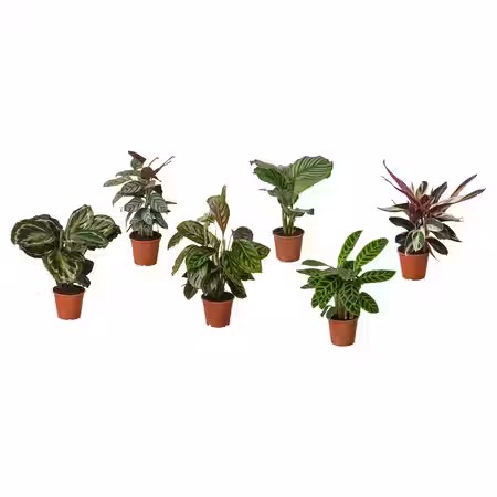 BLADVERK Растение в горшке - различные растения 14 см