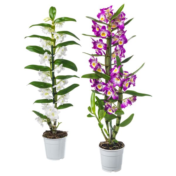 Растение в горшке ОРХИДЕЯ, Орхидея, различные растения (12 см) - фото 1