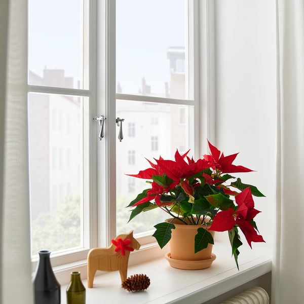 Растение в горшке, 13 см, "Рождественская звезда" IKEA POINSETTIA 405.617.01 - фото 4