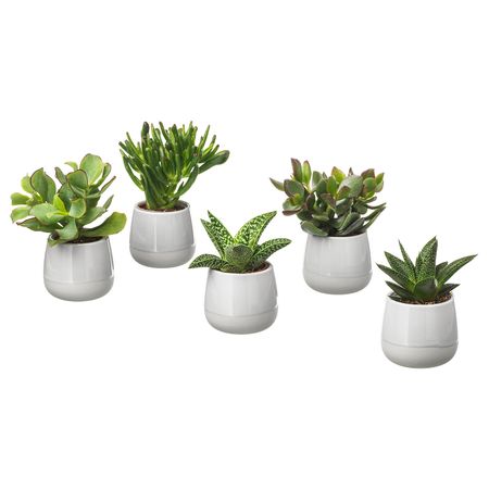 Комнатное растение в горшке, серый 6 см IKEA SUCCULENT СУККУЛЕНТЫ 503.719.08