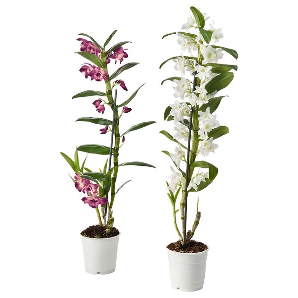 Растение в горшке ОРХИДЕЯ, Орхидея, различные растения (12 см) - схема-чертеж с размерами