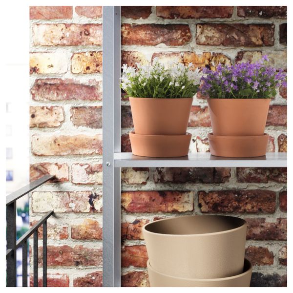 Растение в горшке CAMPANULA PORTENSCHLAGIANA, колокольчик (10.5 см) - схема-чертеж с размерами