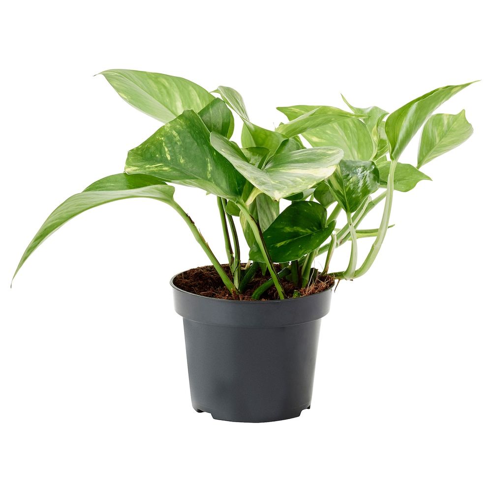 Растение в горшке, золотистый лотос 12 см IKEA EPIPREMNUM ЭПИПРЕМНУМ 505.007.74 - фото 1